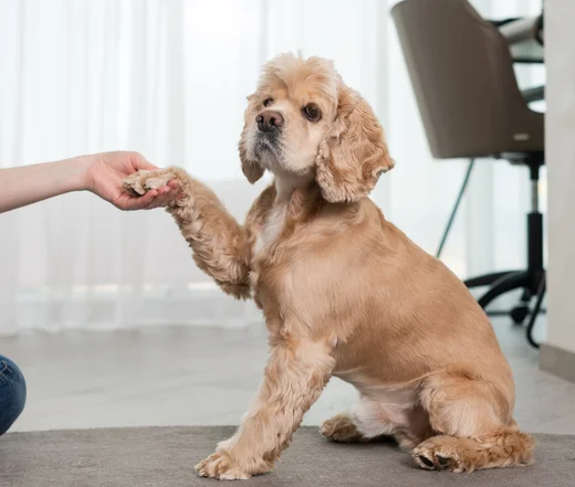 Rug Cleaning Process